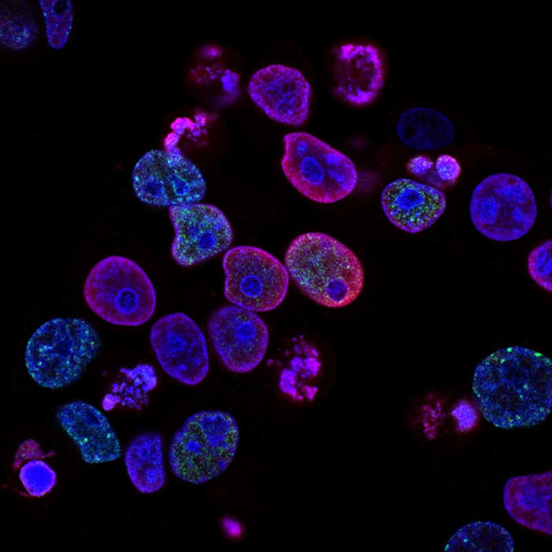 Microscopic view of active biological cells with vibrant fluorescent staining showing cellular metabolism.